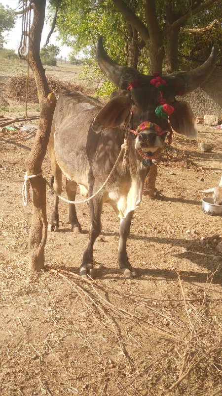 બળદ