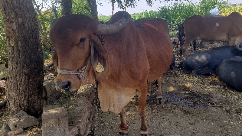 ગાય વેસવાની છે