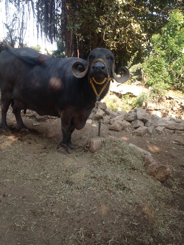 આભેસ તીજુવેતર વ...