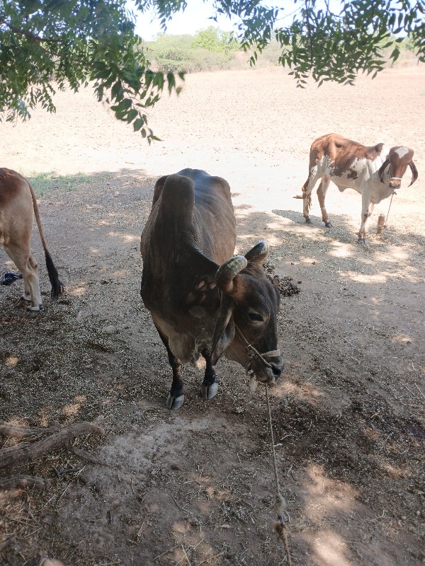 બળદ