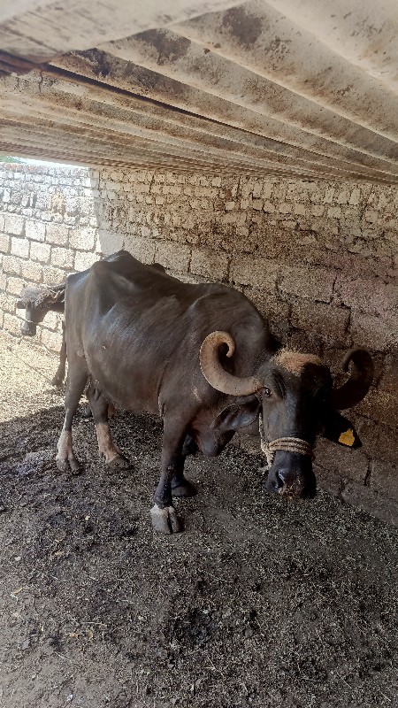 ભેસવેચવાનીછે