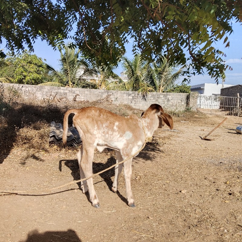 ગિર ગાય વેચવાની...