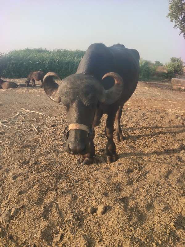 પેલુ વેતર