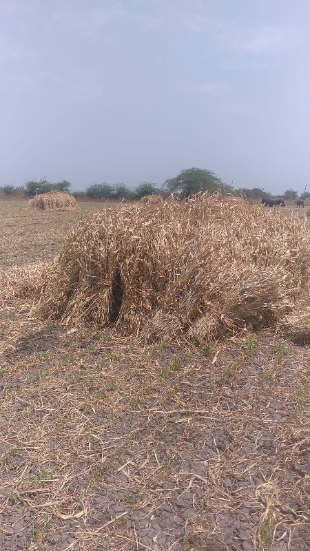 ઘુધરીની ચાર વેચ...