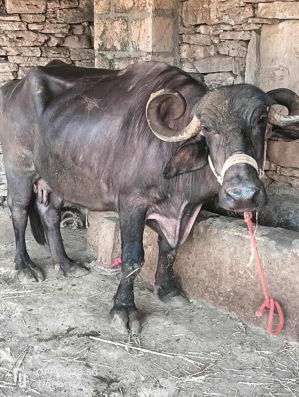 ભેંસ વેચવાની છે