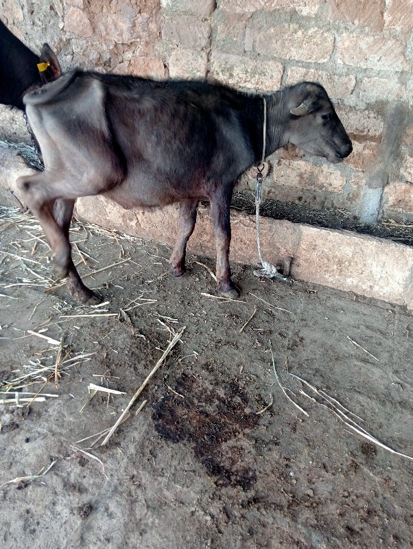 પાડી