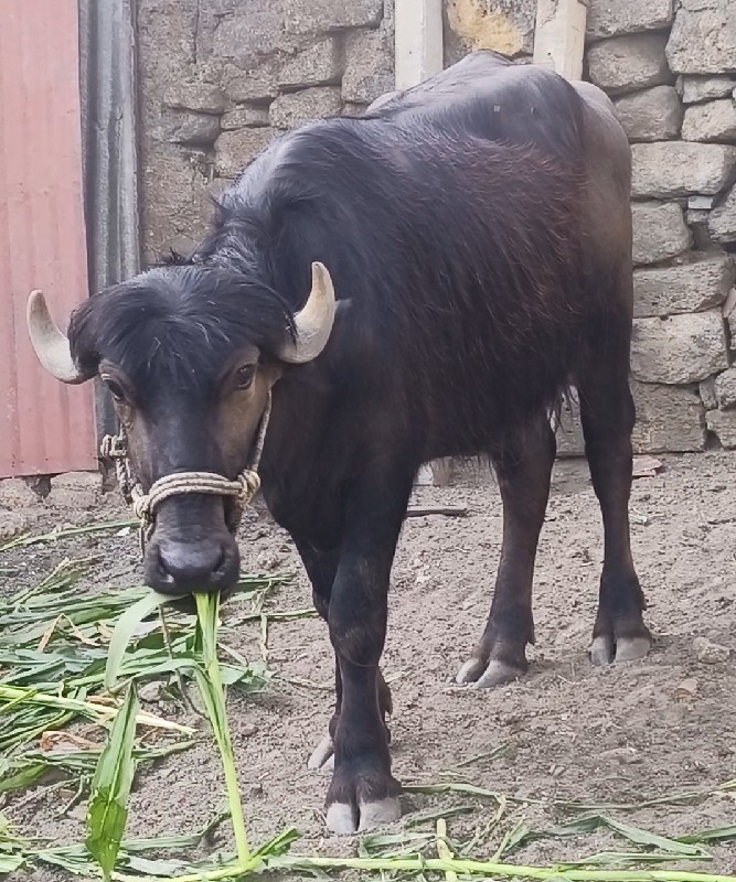 Khadeli
