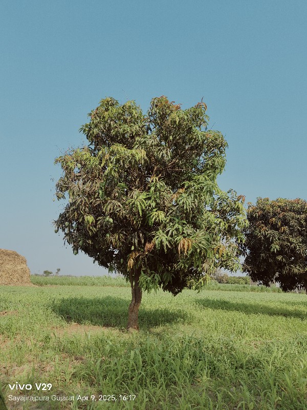 અથાણાં માટે કાસ...