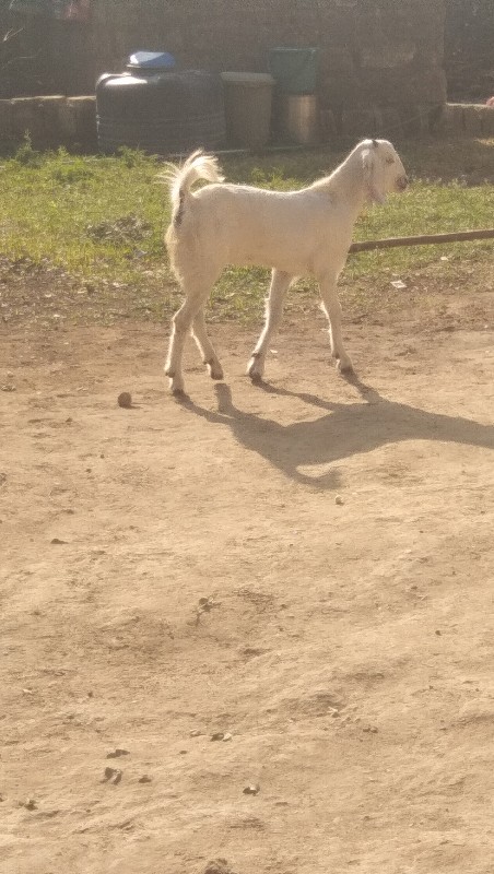 એક બકરો આઠ મહિન...
