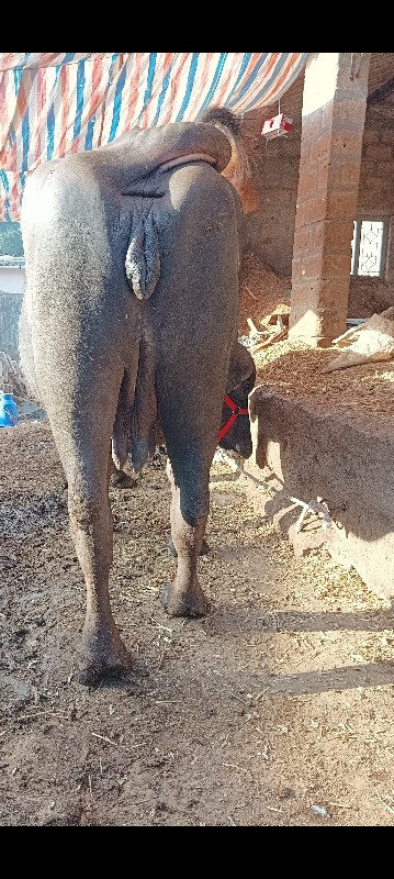 ઘડેલી વેચવાની છ...