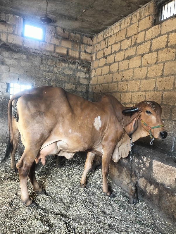 ગીર ગાય વેચવાની...
