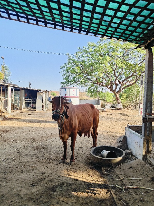 ગાય વેચવાની છે