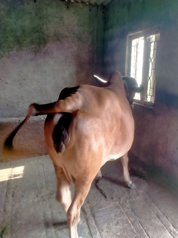 ગાય વેચવાનિછે