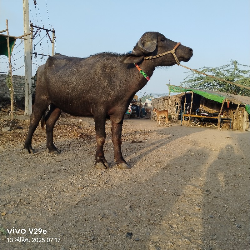 વઃ