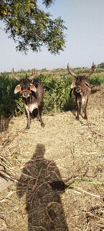 વેચવાનાછે