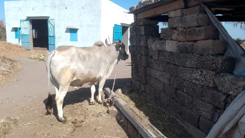 ગોઢલો વેચવાનો છ...
