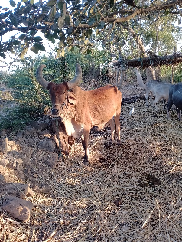 જમણી બાજુ હાલે...