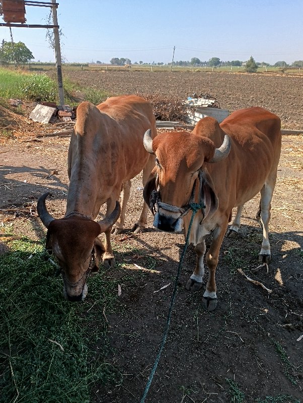 બળદ ગોંઢલા વેચવ...