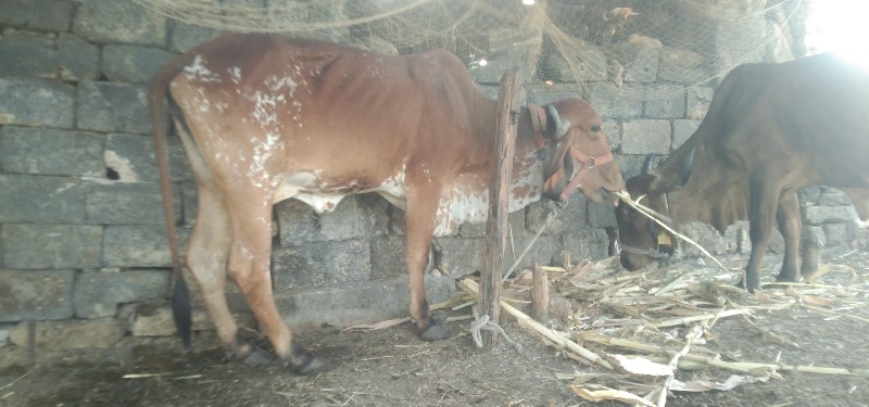 ૧ વેતર નીચે વાશ...