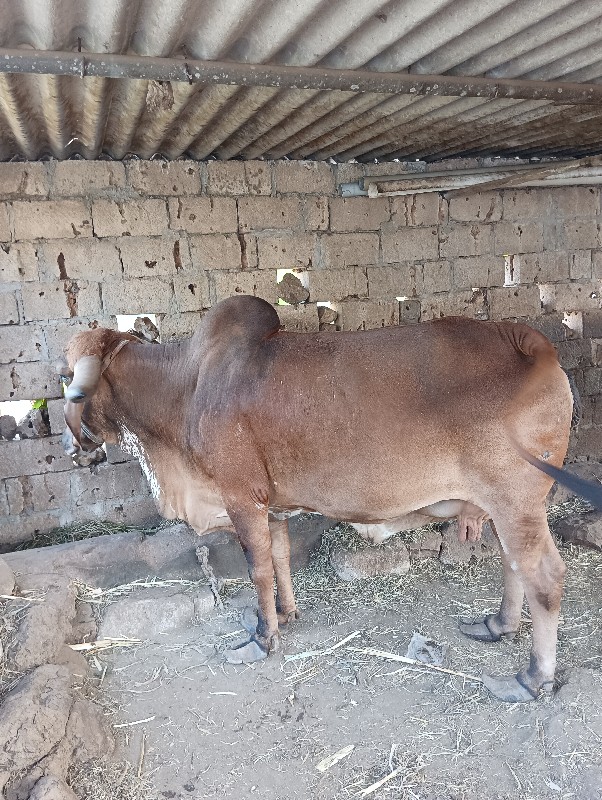 ગીર ગાય વેચવાની...