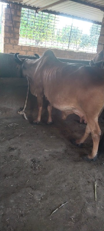ગાય વેચવાની છે.