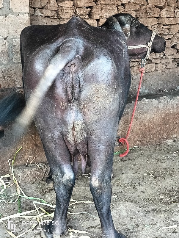 ભેંસ વેચવાની છે