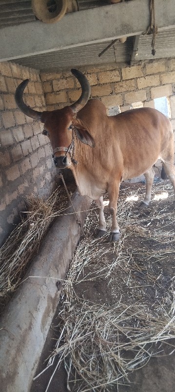 ox