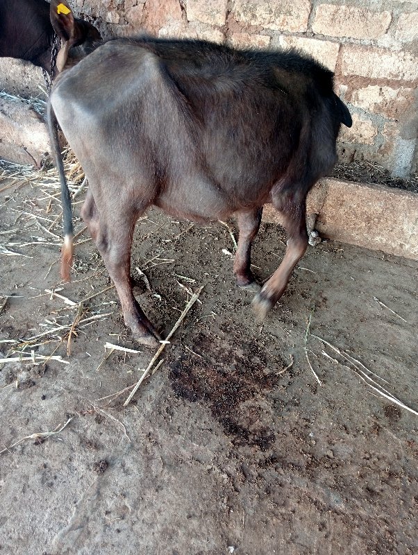 પાડી