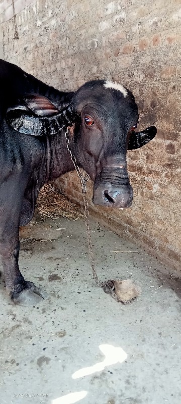 ભેંસ વેચવાની છે