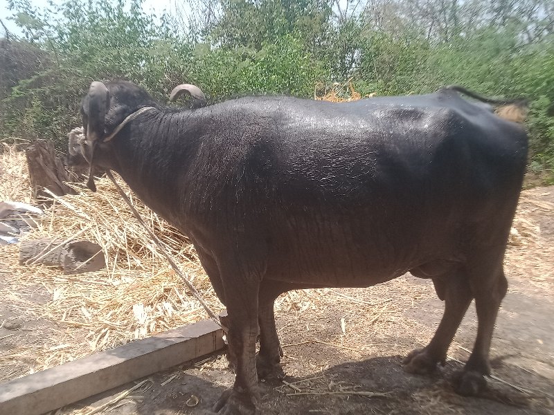 પારેડી.દૂધ.3