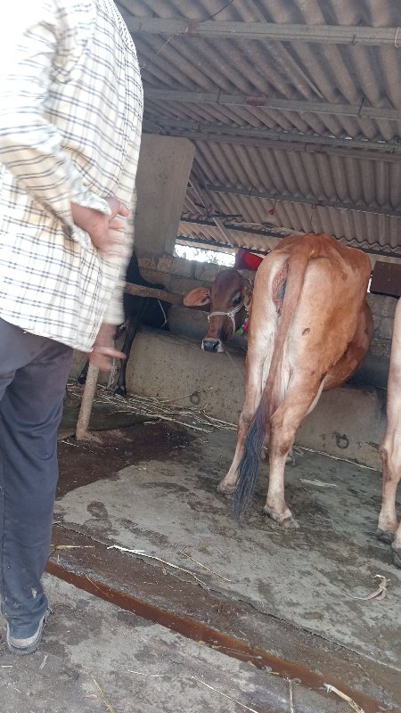ઍ