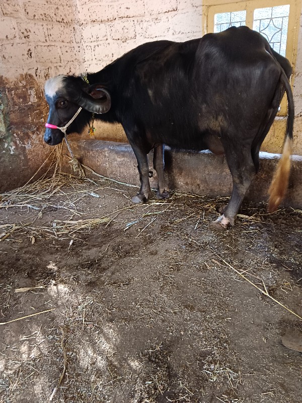 ભૈસ વેસવાની છે...