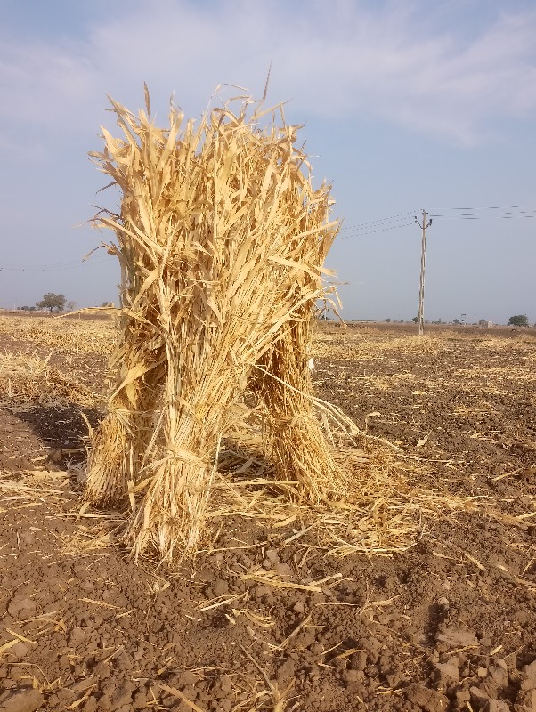 સાર વેસવાની સે