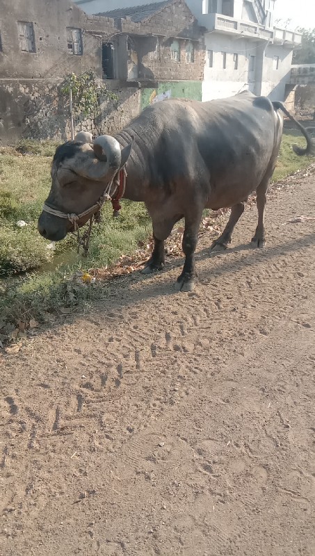 કાર પુશી કુઢી