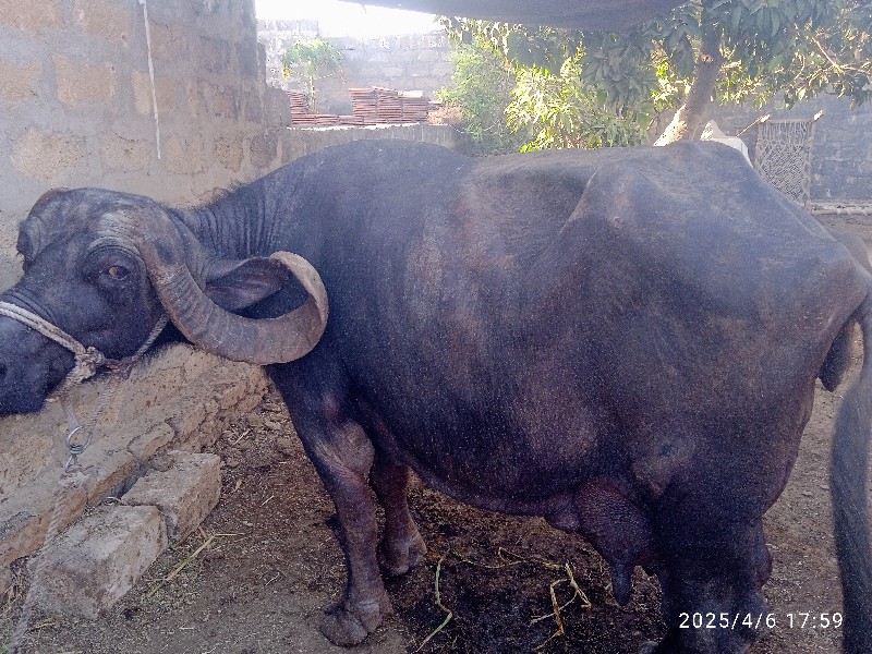 ભેસવેચવાનીસે