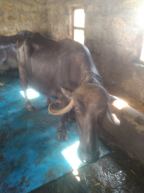 ભેસુ બે વેચવાની...