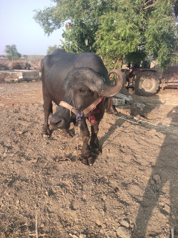પેલુ વેતર