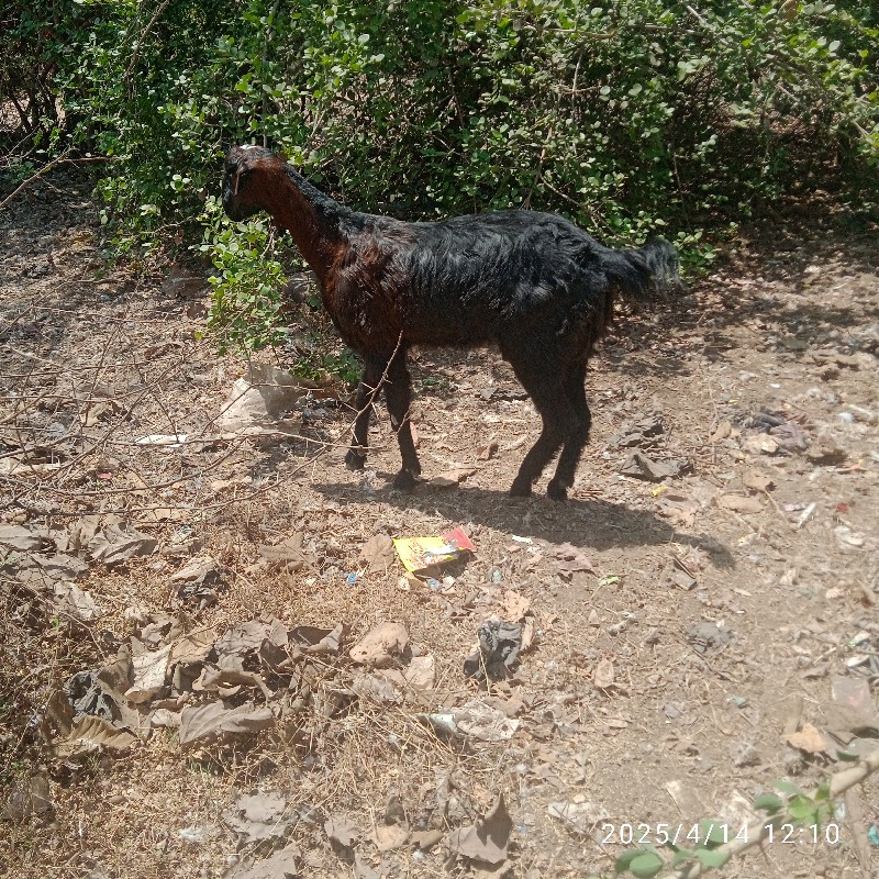 એ બકરીઓ છે સારી...