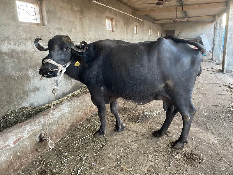 ભેશ વેચવાની છે