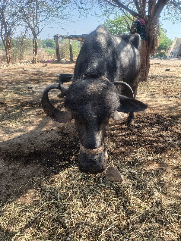 વેચવાની છે