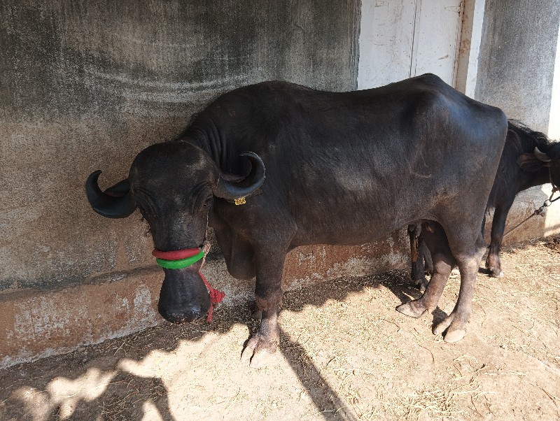 6 મહિના ગાભણ છે