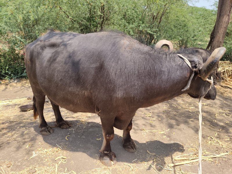 પારેડી.દૂધ.3