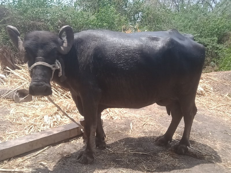 પારેડી.દૂધ.3