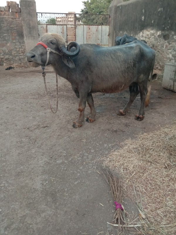 ભેસ