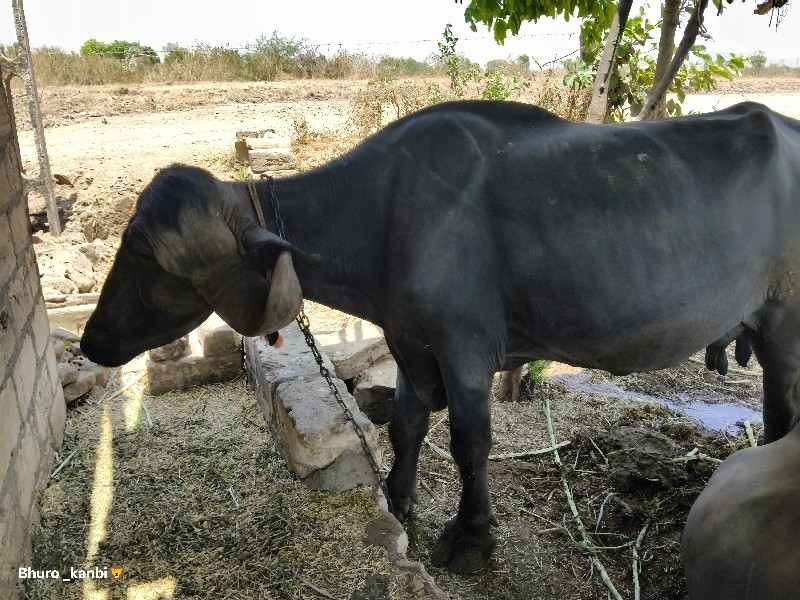 ભેંસ