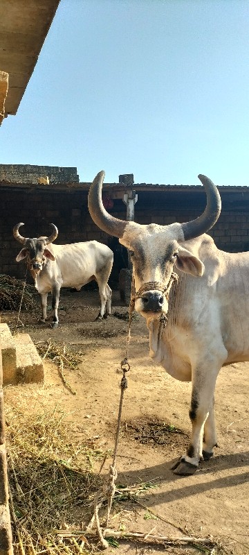 વેચાવ
