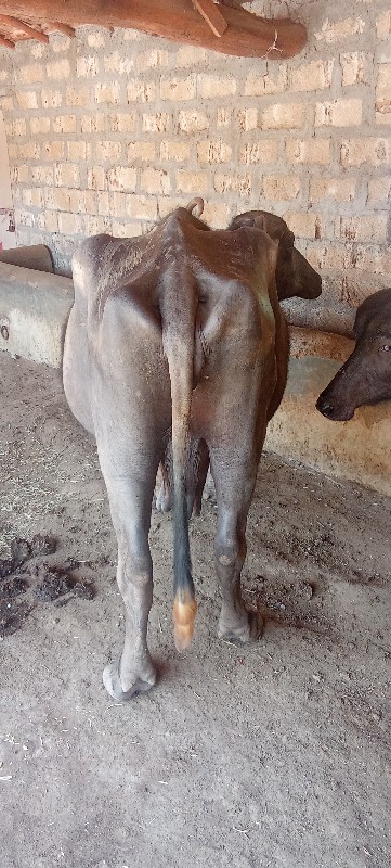 વેચાણ માટે ‌છે