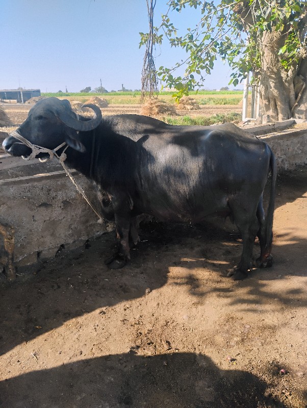 2 ભેંસ વેચવાની...