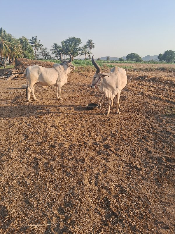 ગોઢલા વેસવા ના...
