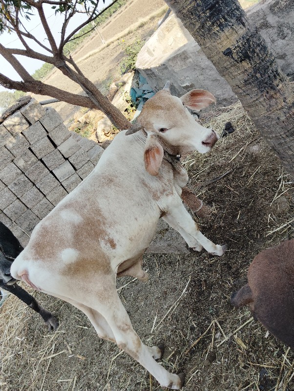 સોનકપીલા દેવાનો...